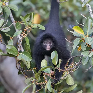 Atelidae Collection: Black-faced Black Spider Monkey