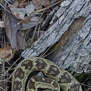 Rattlesnake Collection: Arizona Black Rattlesnake