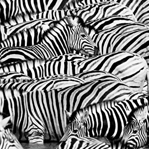 Equidae Collection: Plains Zebra