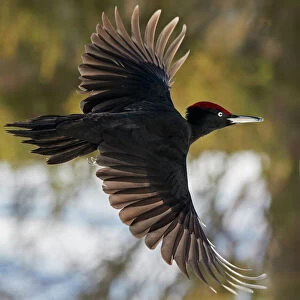 Woodpeckers Collection: Black Woodpecker