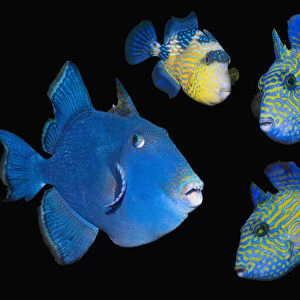 Blue / Rippled triggerfish (Pseudobalistes fuscus), adult and three juveniles, composite image on black background, Lembeh Strait, North Sulawesi, Indonesia, Indo-Pacific
