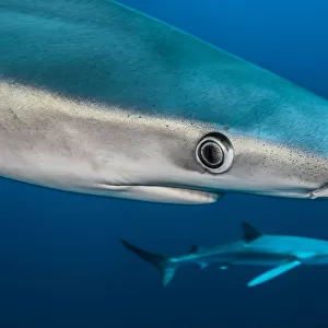 Blue shark (Prionace glauca) close up, Azores, Portugal