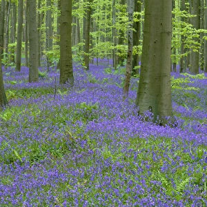 Bluebells {Hyacinthoides non-scripta} flowering in beech wood, Belgium
