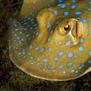 Bluespotted ribbontail ray (Taeniura lymma) searching for food over the coral reef at night, Triton Bay, West Papua, Indonesia, Pacific Ocean