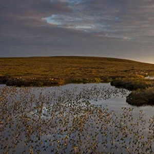 Bogbean (Menyanthes trifoliata) growing in pool on bog peatland at dawn, Flow Country