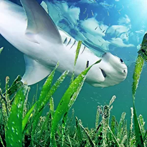 Bonnethead shark (Sphyrna tiburo) hunting amongst fish in Turtlegrass (Thalassia testudinum) seagrass bed, view from below. Bonnetheads are the first known omnivorous shark, eating seagrass and retaining its nutrients. Florida Keys, Florida, USA