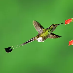 Hummingbirds Collection: Booted Racket Tail