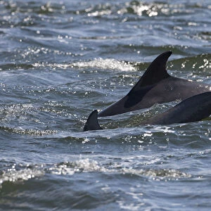 Bottlenose dolphins (Tursiops truncatus) adult and juvenile surfacing, tail slapping