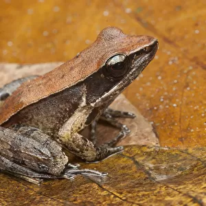 North American True Frogs Collection: Bronze Frog