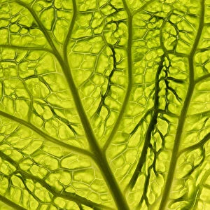 Cabbage (Brassica oleracea) leaf transilluminated showing vein detail