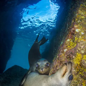 California sea lion (Zalophus californianus) pups in an underwater cave. Los Islotes