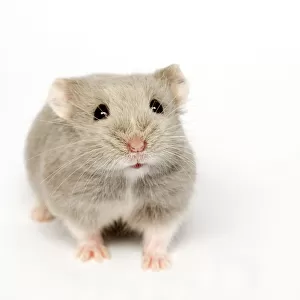 Cricetidae Collection: Campbells Hamster