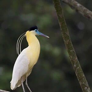 Herons Collection: Capped Heron