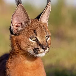 Caracal (Caracal caracal) cub, aged 9 weeks, head portrait, Spain. Captive, occurs in Africa and Asia. Cropped