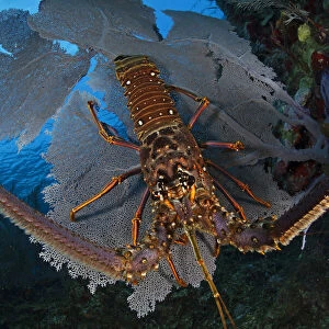 Caribbean spiny lobster (Panulirus argus) sitting disoriented on top of Common sea fan (Gorgonia ventalina) after being driven out of hiding by fisherman. Caribbean spiny lobster fishery, Utila Island, Honduras. Caribbean Sea