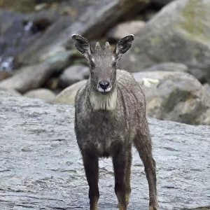 Chinese or Long-tailed goral (Naemorhedus griseus) standing by a river on a stone