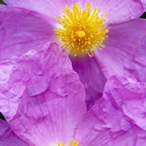 (Cistus creticus) close-up of two flowers, Amigdalokefali, Crete, Greece, April 2009