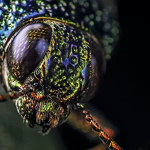 Beetle Collection: Metallic Wood-Boring Beetles