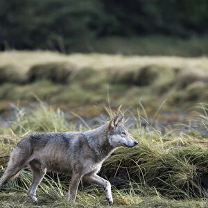 Coastal grey wolf (Canis lupus) genetically distinct from other Grey wolves, Sacred