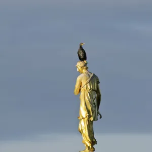 Two Common comorants (Phalocrocorax carbo) perched on statue drying out, Bushy Park