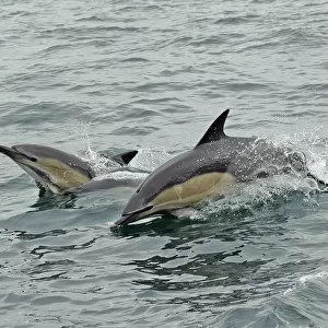 Common dolphins (Delphinus delphis) breaching, near South Uist, Outer Hebrides, Scotland, UK, June