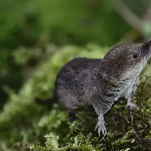 Soricidae Collection: Long-tailed Shrew