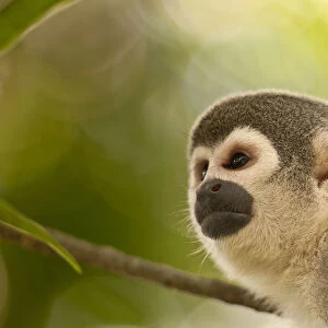 Bolivian Collection: peruvian Squirrel Monkey