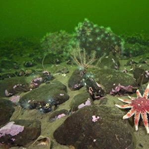 Common sunstar (Crossaster papposus), brittlestars and sealoch anemones form a typical