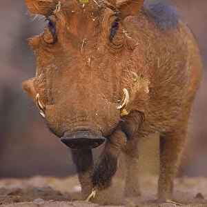 Common Warthog (Phacochoerus africanus) portrait, Zimanga Private Nature Reserve, KwaZulu Natal