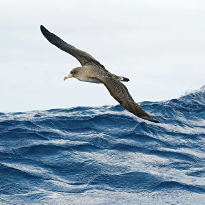 Seabirds Collection: Shearwaters
