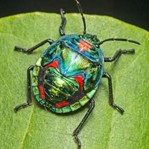 Hemiptera Collection: Green Stink Bug