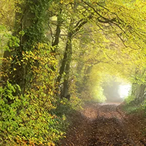 Country lane alongside beech and hazel woodland, near Nailsworth, Cotswolds, Gloucestershire, England, UK. November