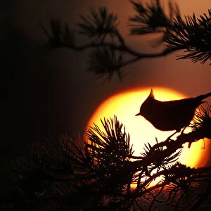 Crested tit (Lophophanes cristatus) at sunset silhouetted against setting sun