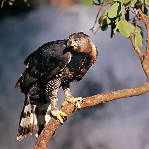Accipitridae Collection: African Hawk Eagle