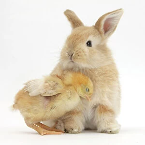 Cute sandy rabbit and yellow bantam chick, against white background