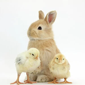 Cute sandy rabbit and yellow bantam chicks, against white background