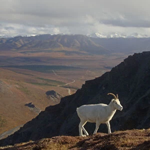Dall sheep {Ovis Dalli}female profile walking on hillside, Denali National Park, Alaska