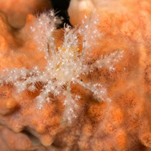 Decorator crab (unidentified) on Soft Coral at night. Due to the heavy decoration