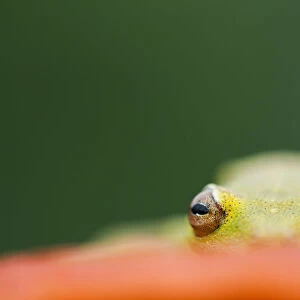 Demerara falls / Rough skinned tree frog (Hypsiboas cinerascens) eyes peering over