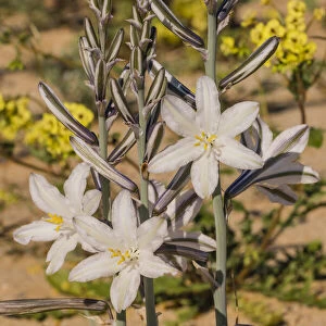 Desert lily (Hesperocallis undulata). Lower Colorado Desert, Northern Baja, Mexico
