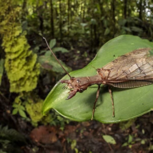 Megaloptera Collection: Dobsonfly