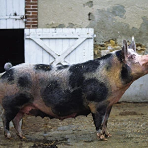 Domestic pig (Sus scrofa domestica) Pietrain pig, standing in farmyard, France