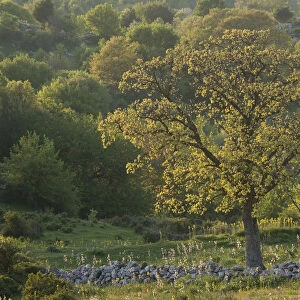 Downy oak (Quercus pubescens), Monte Sacro, Gargano National Park, Gargano Peninsula