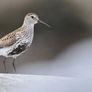 Sandpipers Collection: Rock Sandpiper
