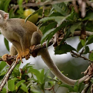 Ecuadorian squirrel monkey (Saimiri cassiquiarensis macrodon) sitting on tree branch, Yasuni National Park, Orellana, Ecuador