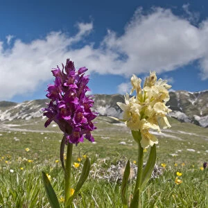 Elder flower orchid (Dactylorhiza sambucina) in its two colour forms, Campo Imperatore