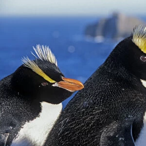 Penguins Collection: Erect Crested Penguin