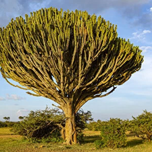 Euphorbia tree near Solio escarpment, Laikipia County, Kenya