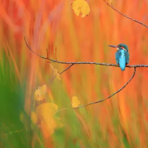 Eurasian kingfisher (Alcedo atthis) perched on branch in autumn, Sierra de Grazalema Natural Park, Andalusia, southern Spain. November. Nature's Best Photography International Awards 2023 - Highly Honoured - Birds category