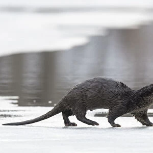 Eurasian otter (Lutra lutra) walking over partly frozen lake, Finland. March